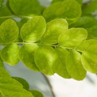 False Acacia